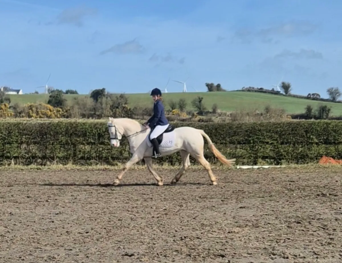 Connemara Pony - Image 3