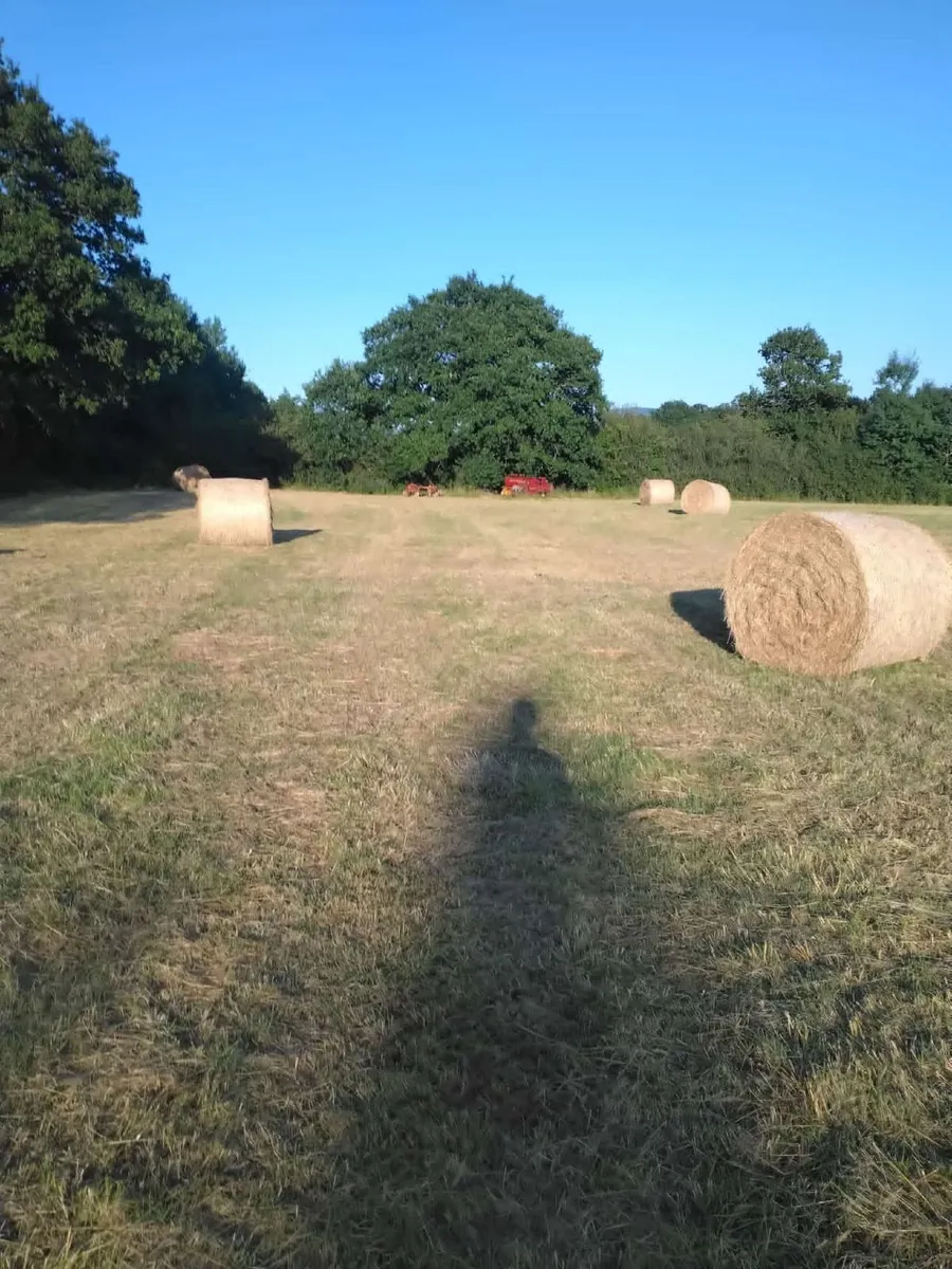 Round bales of hay for sale. - Image 1