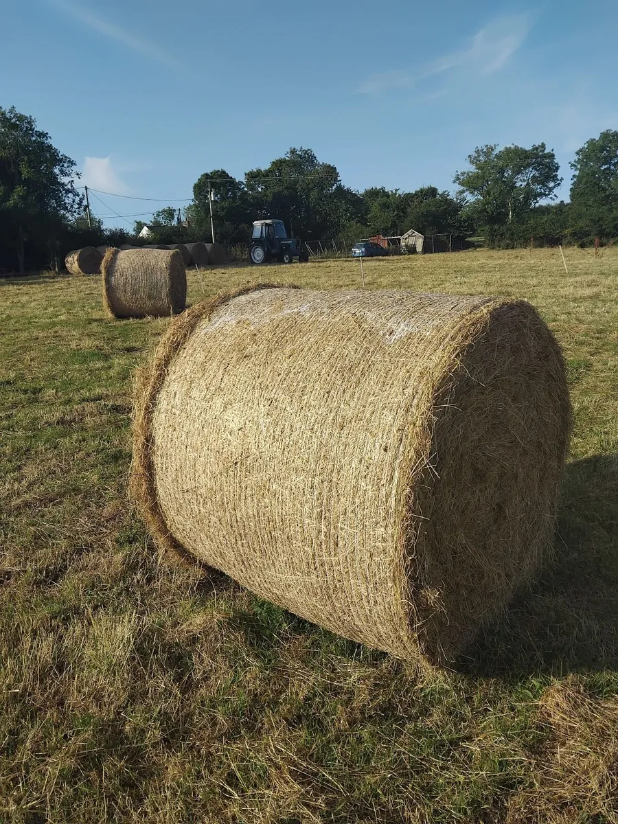 Round bales of hay for sale. - Image 2