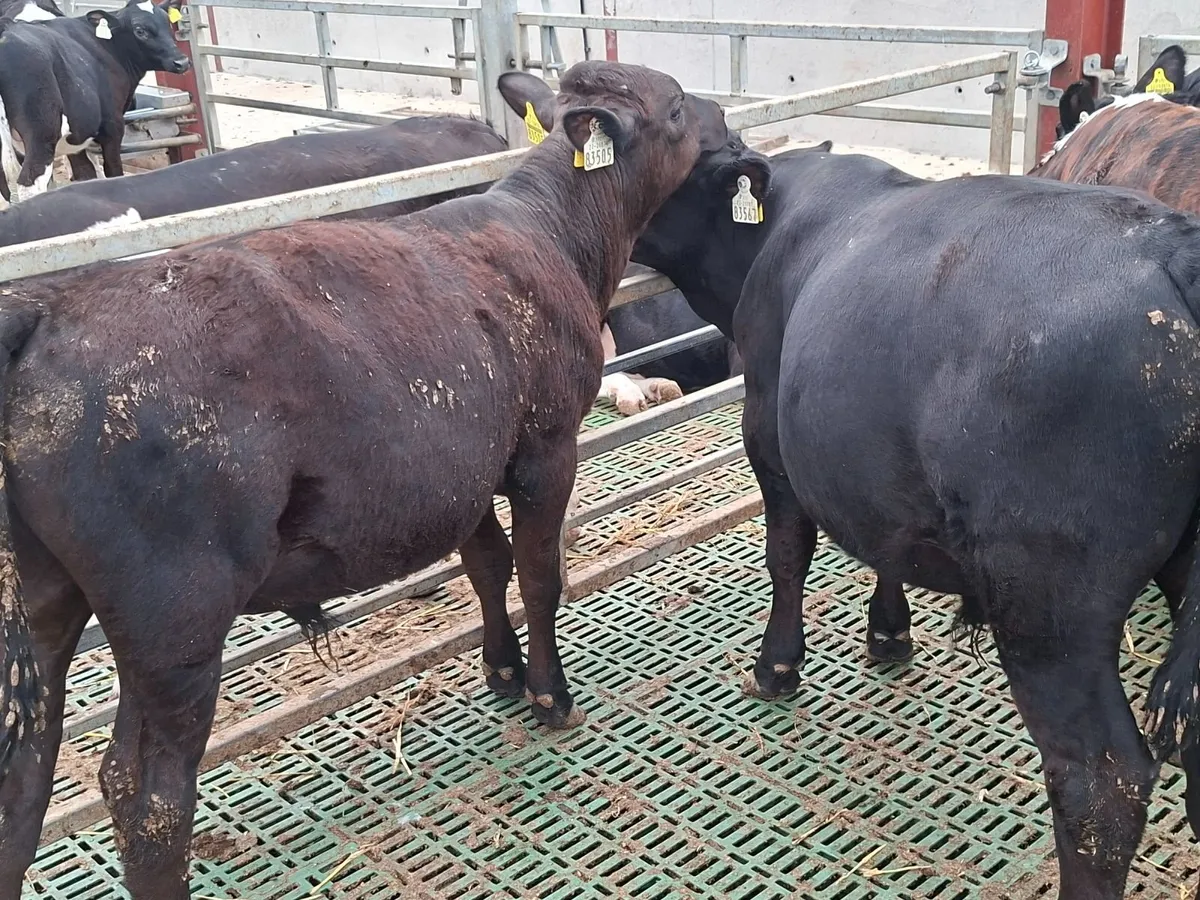 Angus weanlings - Image 3