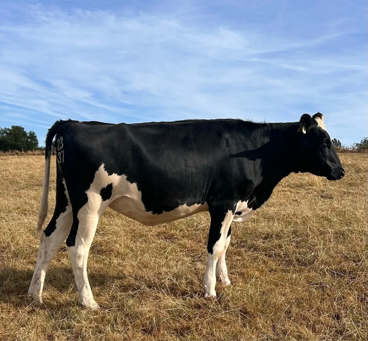 Pedigree in calf heifers