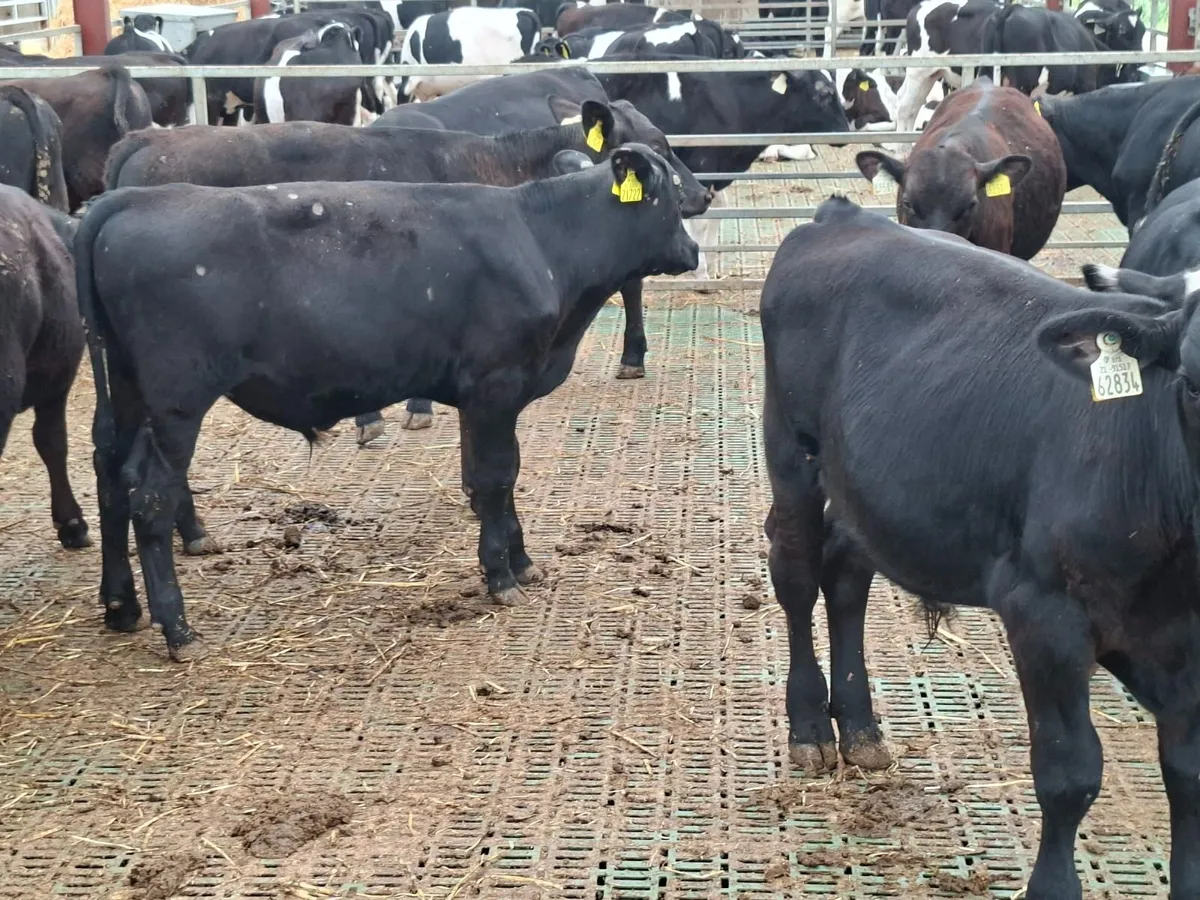Angus weanlings - Image 2