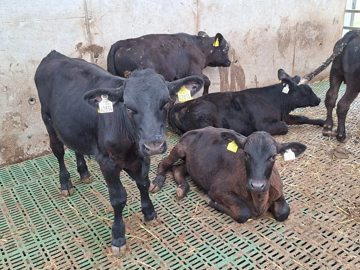 Angus weanlings - Image 4