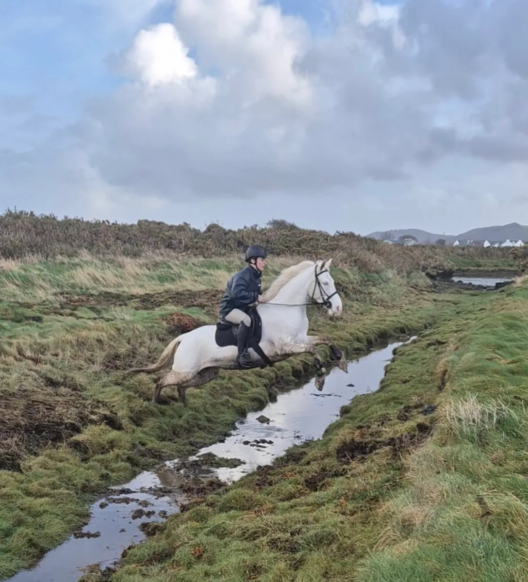 Connemara Pony - Image 4