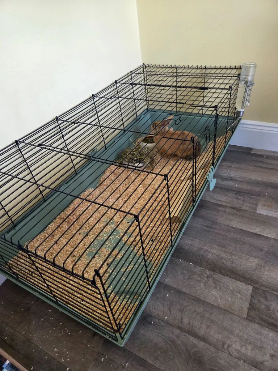 Bunny - Image 3