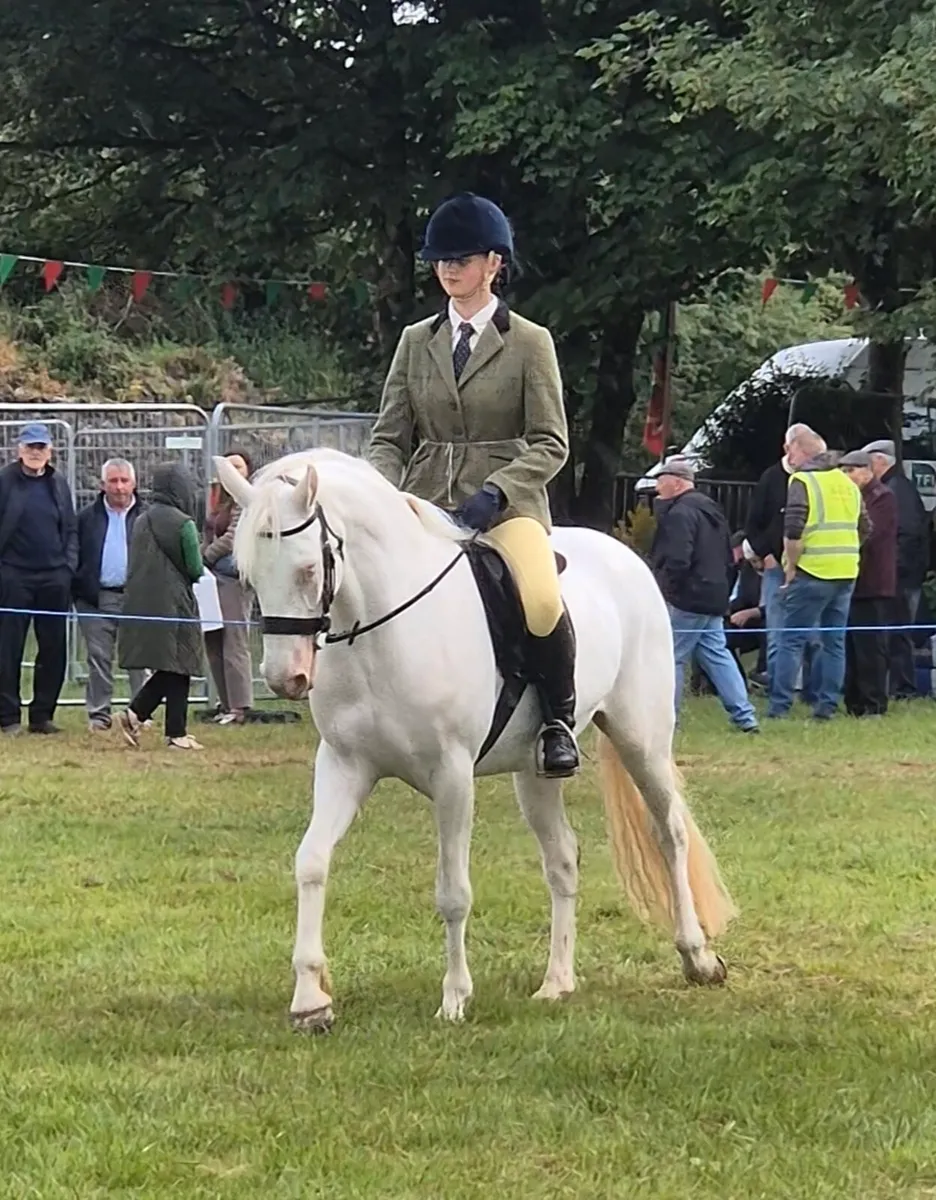 Connemara Pony - Image 1