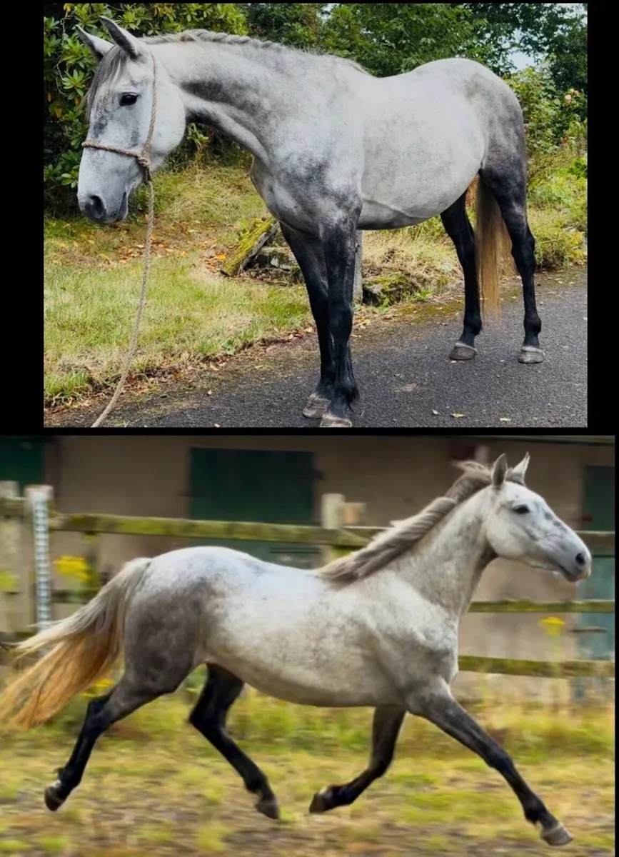 14.2 irish sports pony