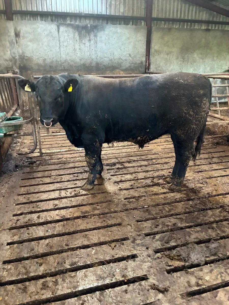 Pedigree Angus Bull for Sale - Image 1