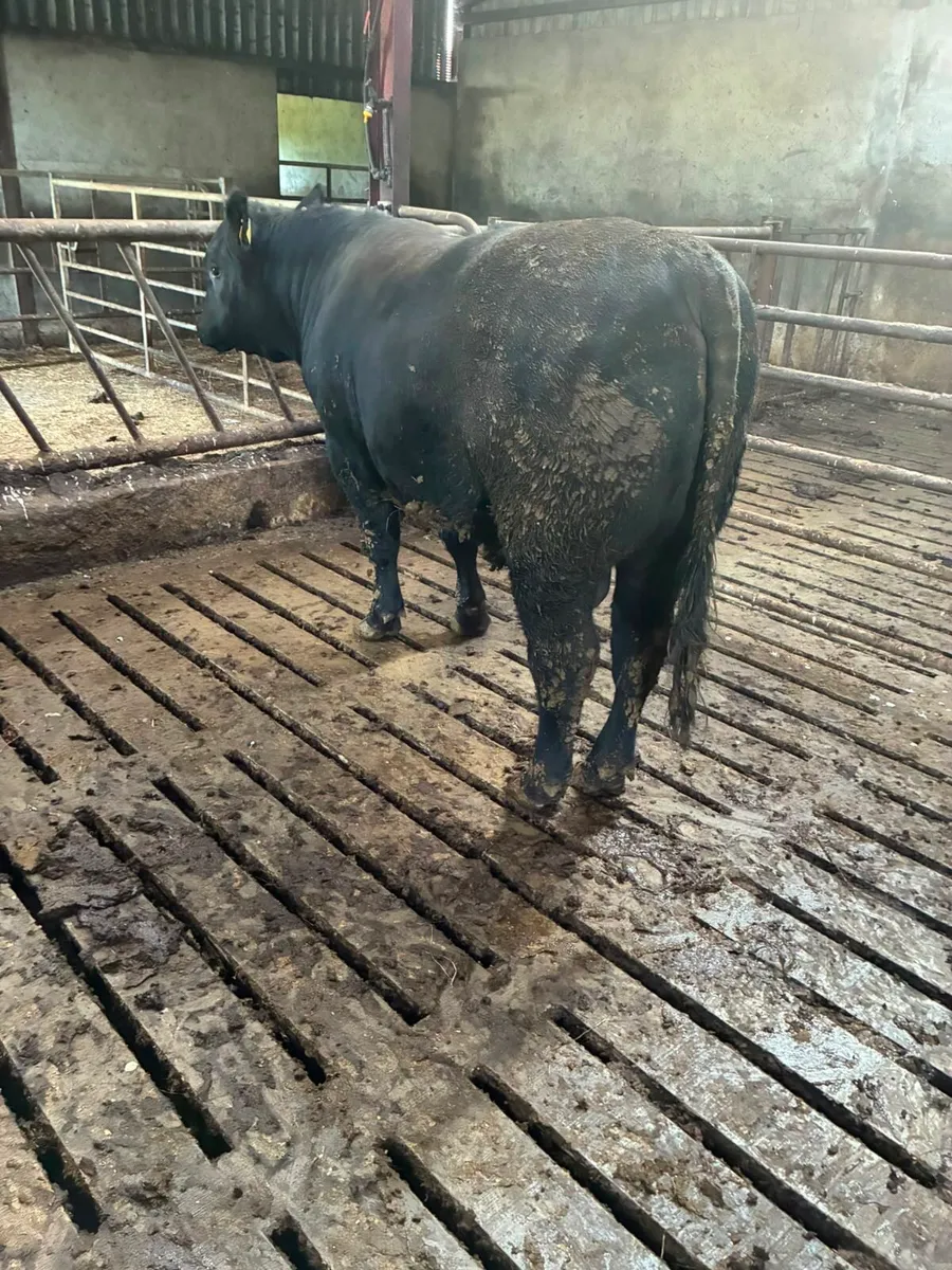 Pedigree Angus Bull for Sale - Image 2