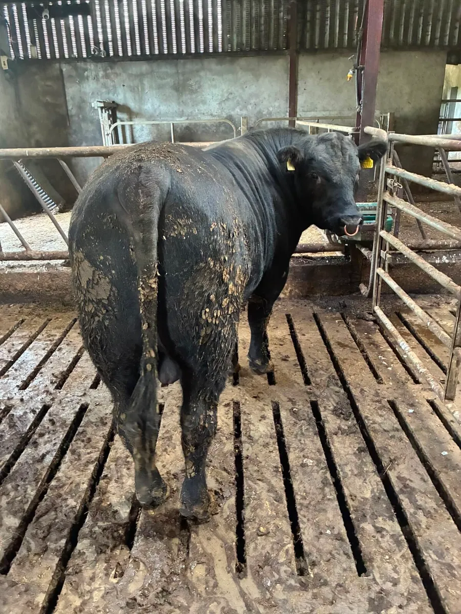Pedigree Angus Bull for Sale - Image 3