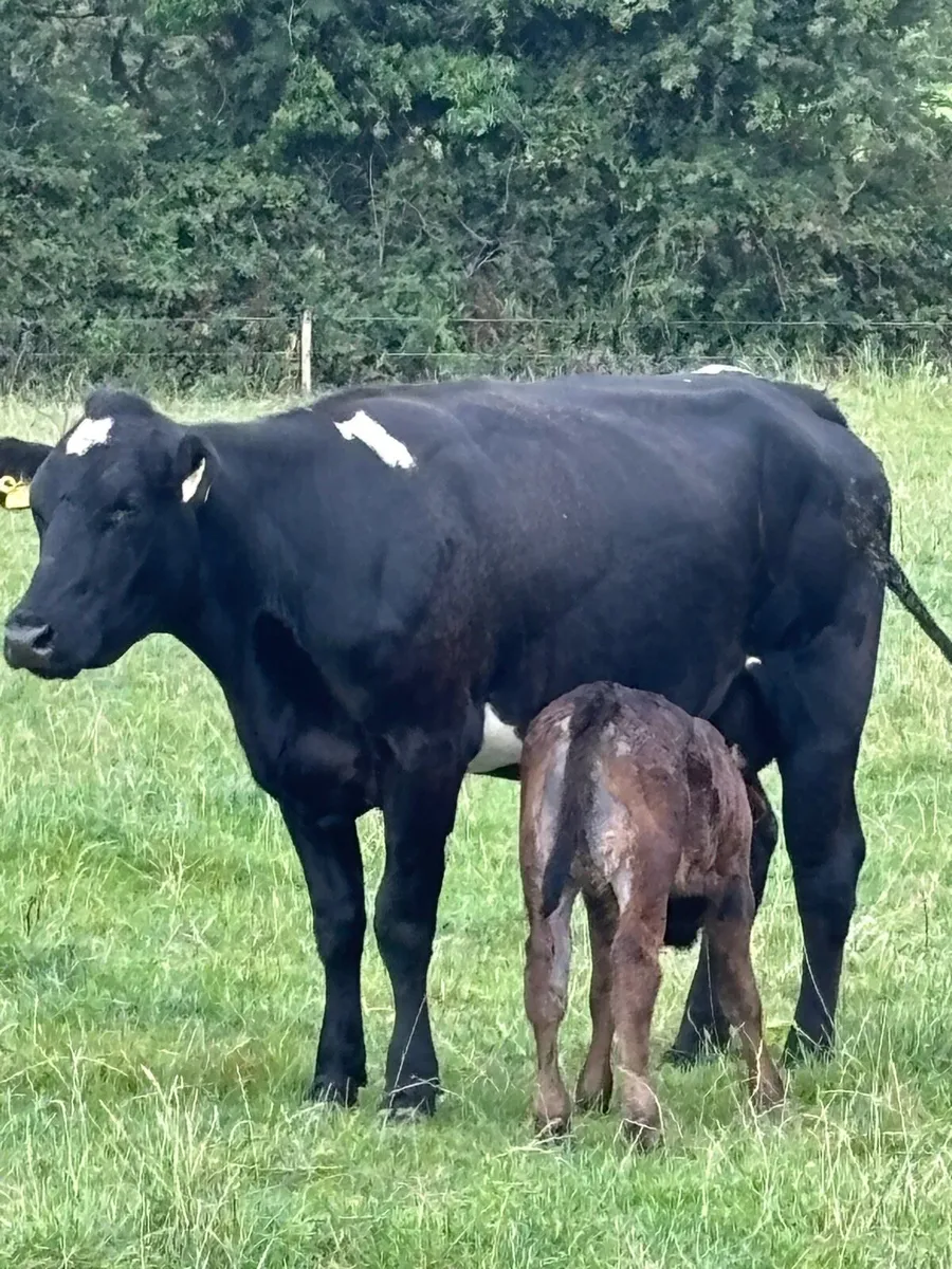 ❌Ai Belgian Blue springer ❌ - Image 1