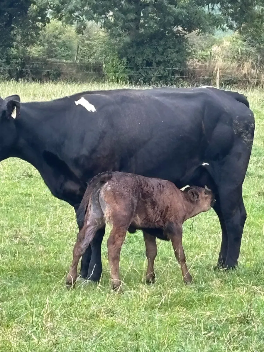❌Ai Belgian Blue springer ❌ - Image 3