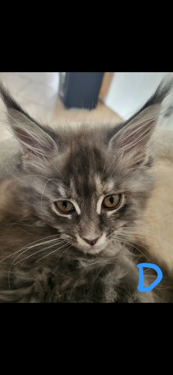 Maine coone kittens - Image 3