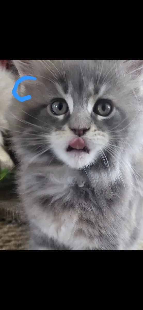 Maine coone kittens - Image 2