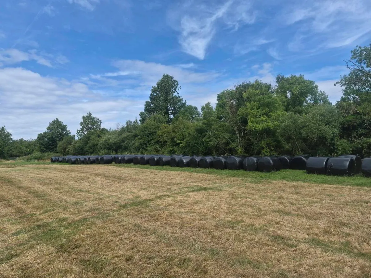 Silage - Image 2