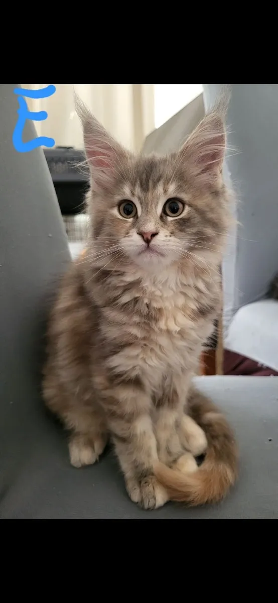 Maine coone kittens - Image 4