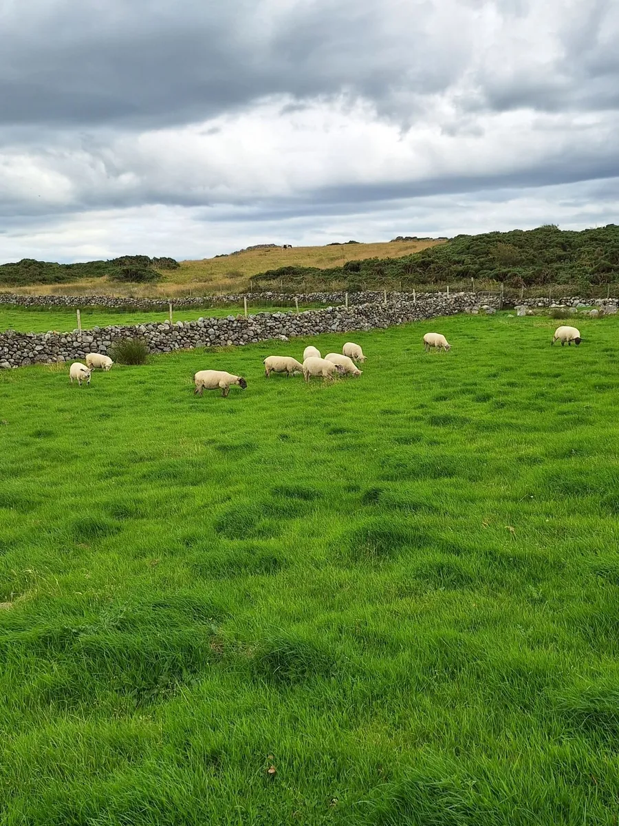 Hoggets - Image 1