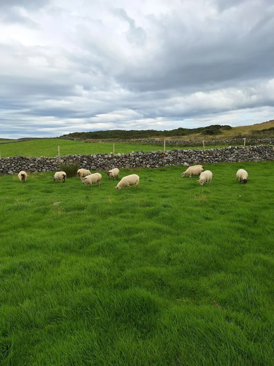 Hoggets - Image 2