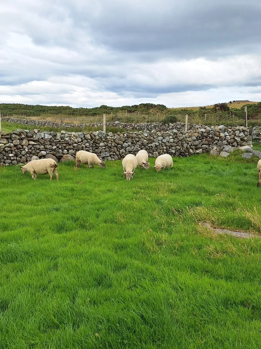 Hoggets - Image 3