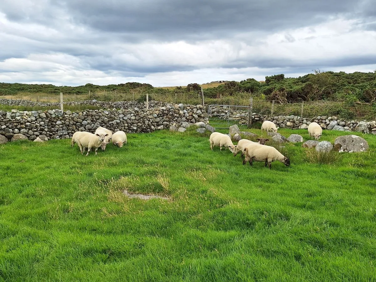 Hoggets - Image 4