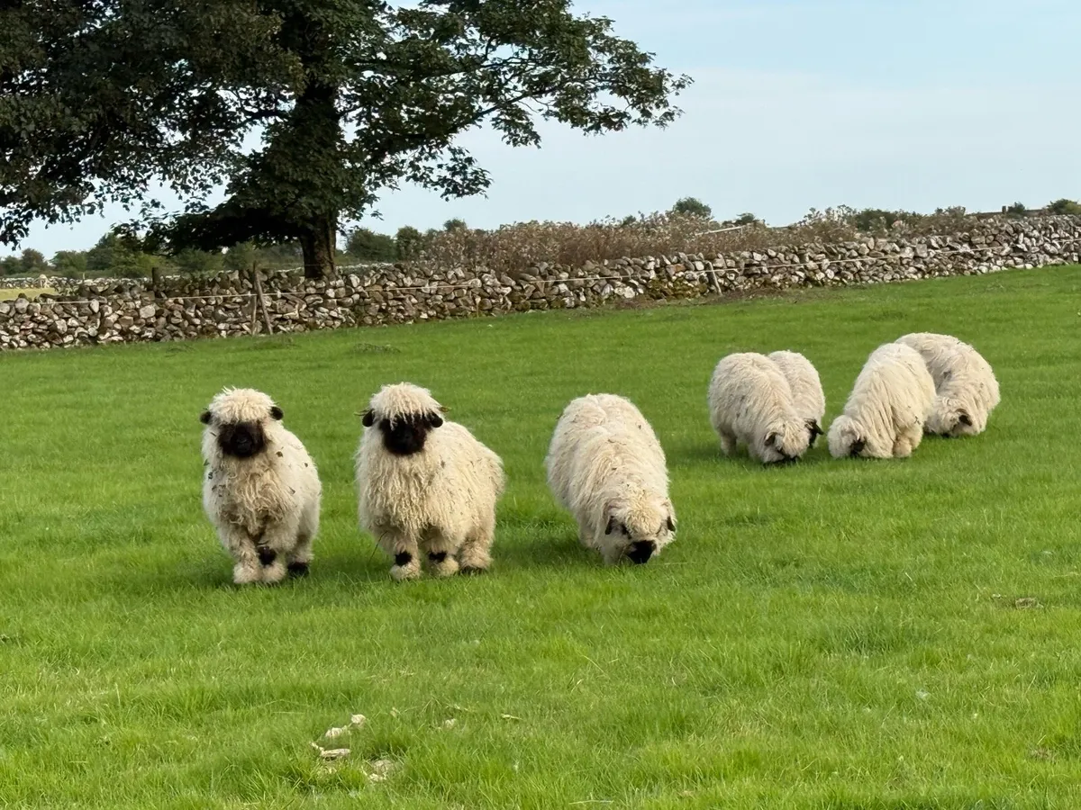 💫PBNR Valais Blacknose Lambs 💫 - Image 2
