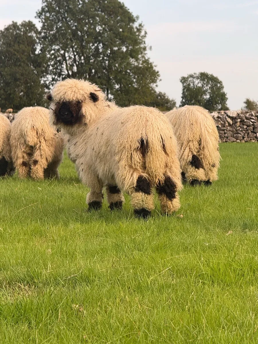 💫PBNR Valais Blacknose Lambs 💫 - Image 3