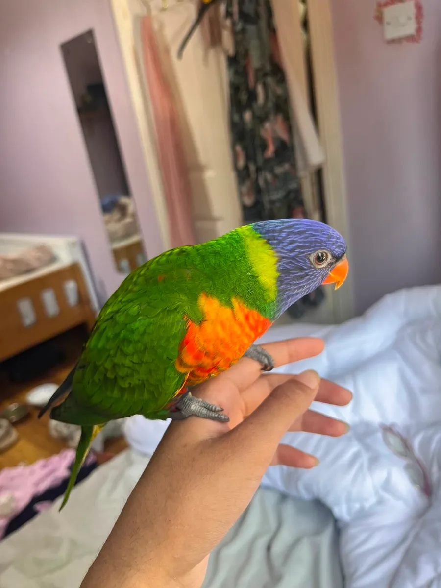 Hand-Tamed Rainbow Lorikeet- large Cage & 4kg Food - Image 1