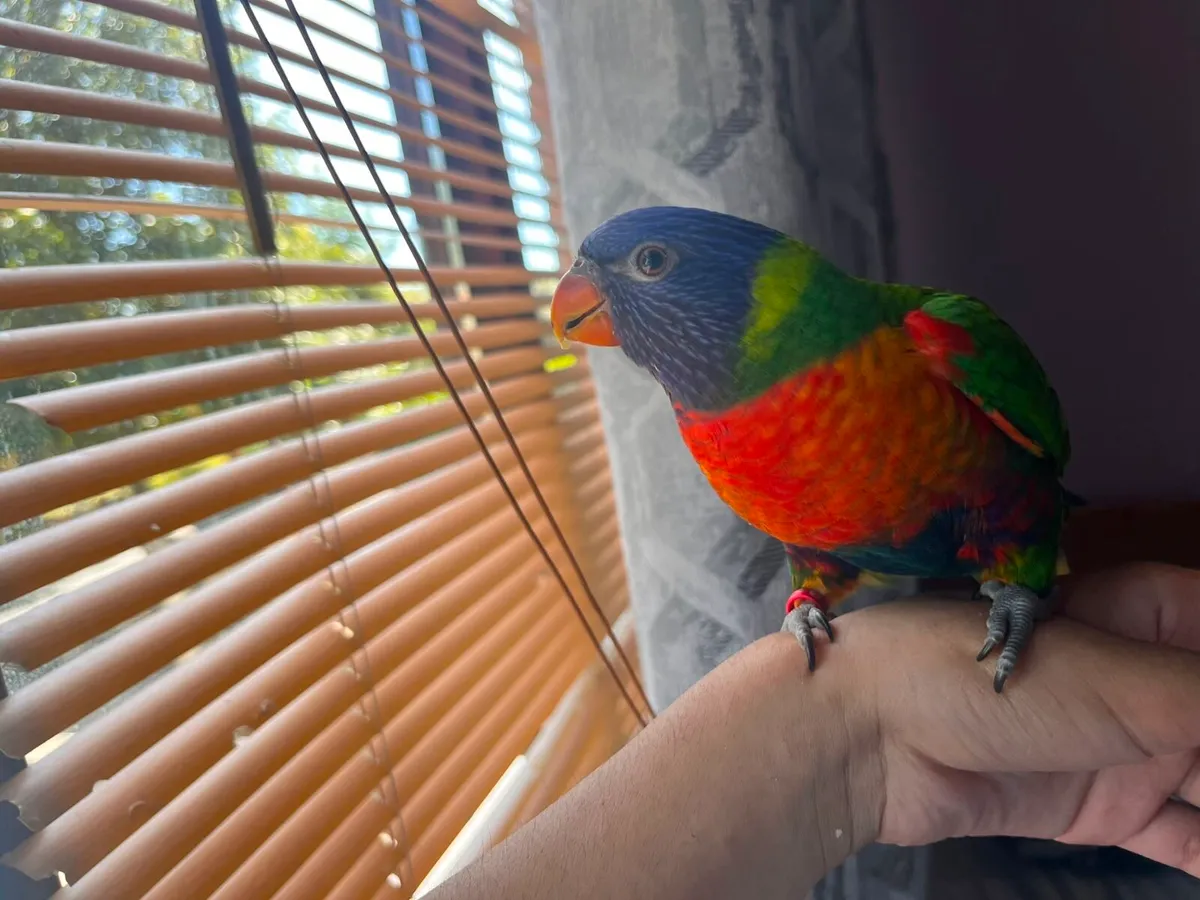 Hand-Tamed Rainbow Lorikeet- large Cage & 4kg Food - Image 2