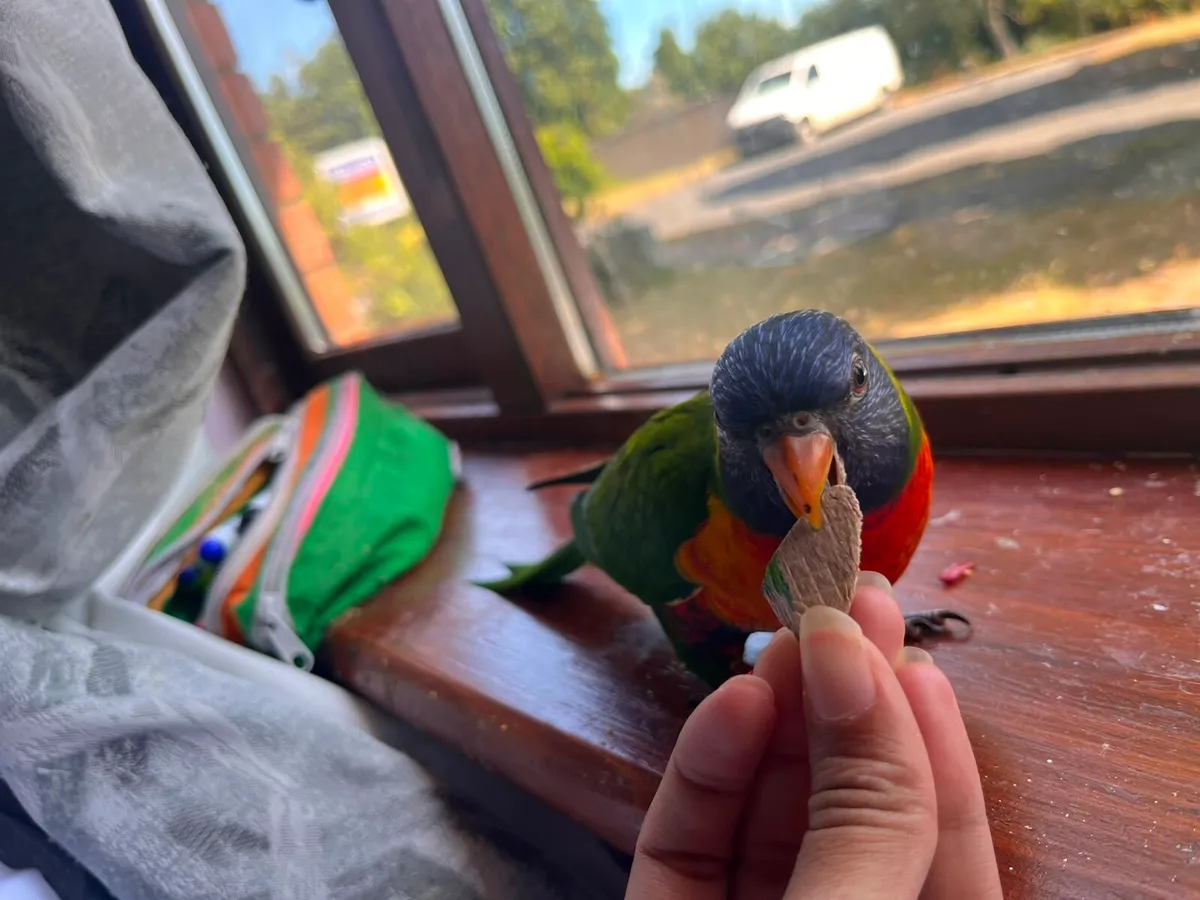 Hand-Tamed Rainbow Lorikeet- large Cage & 4kg Food - Image 3