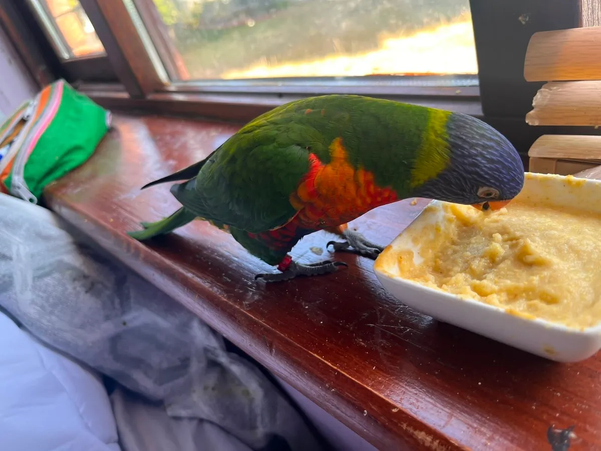 Hand-Tamed Rainbow Lorikeet- large Cage & 4kg Food - Image 4