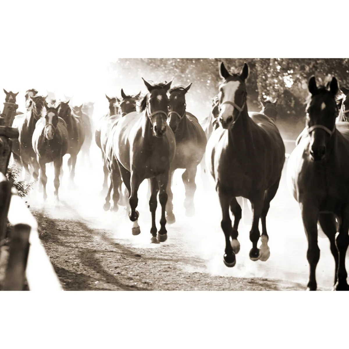 Looking for tb mare for sport horse breeding