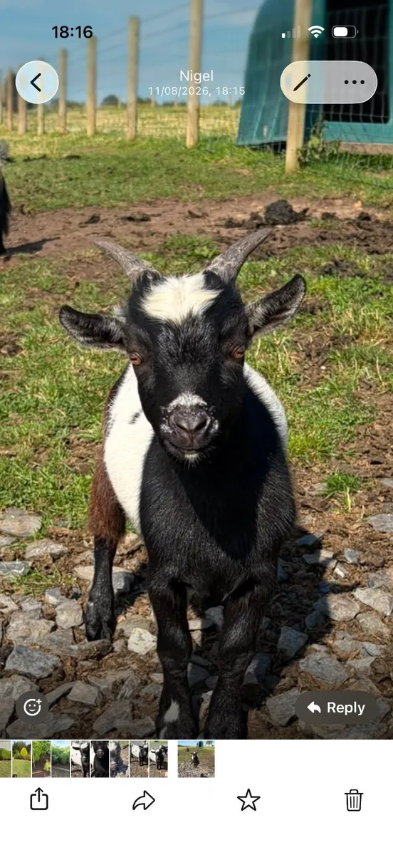 Pygmy goat kid - Image 1