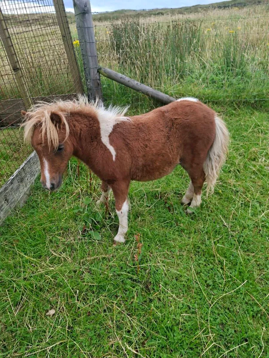 2 mini shetland foals. - Image 3