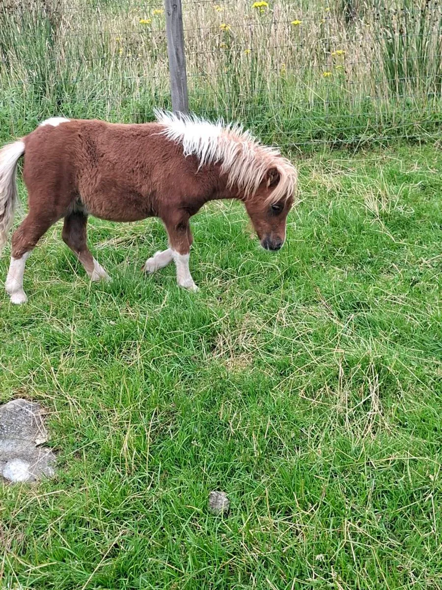 2 mini shetland foals. - Image 4