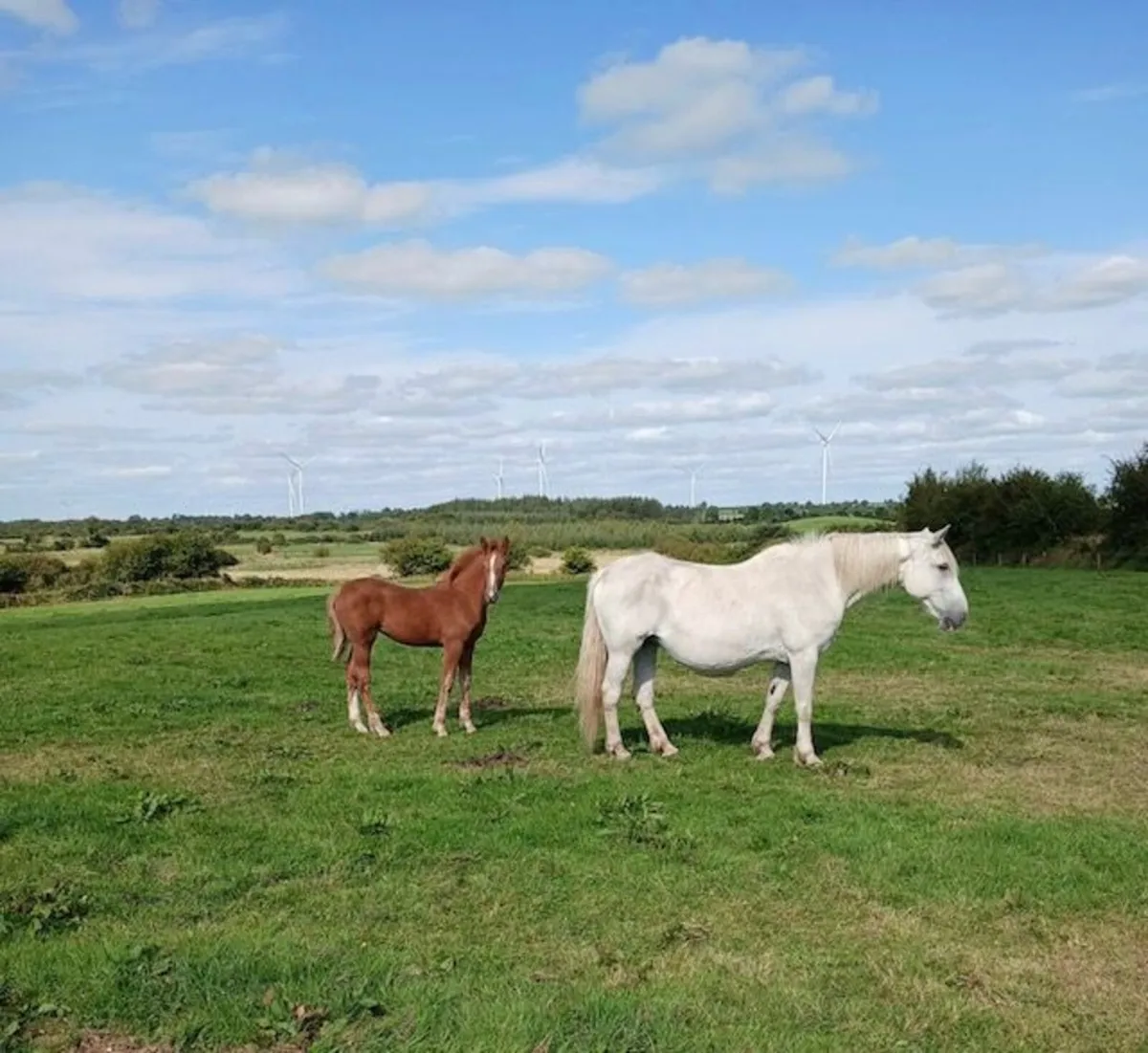 Mare and Foal - Image 1