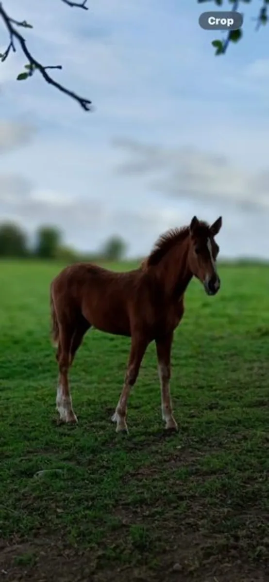 Mare and Foal - Image 2