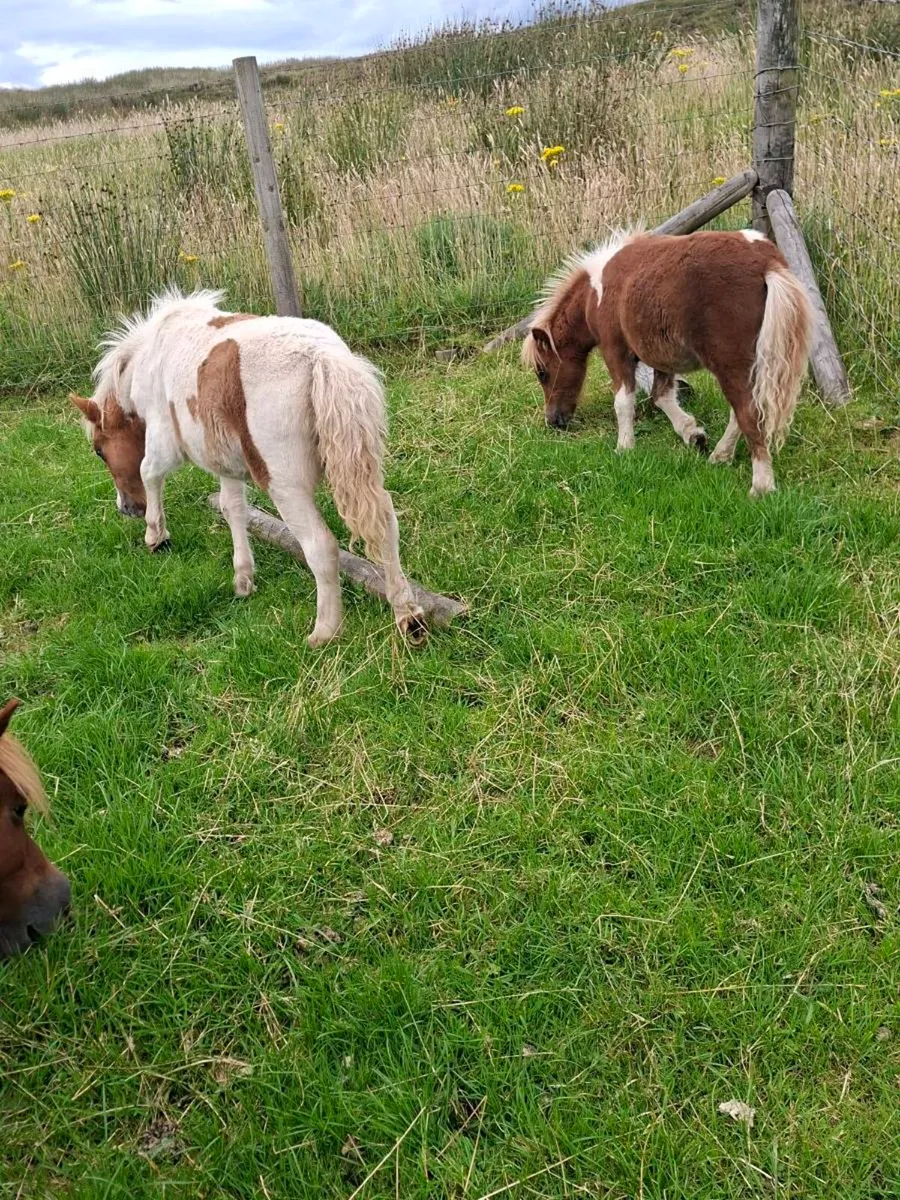 Mini shetland foals. - Image 2