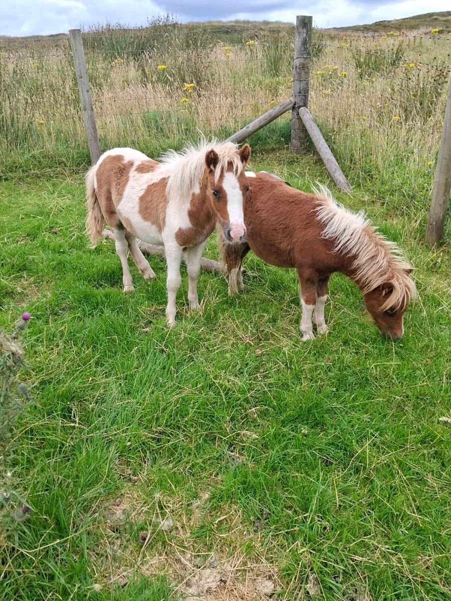 Mini shetland foals. - Image 3