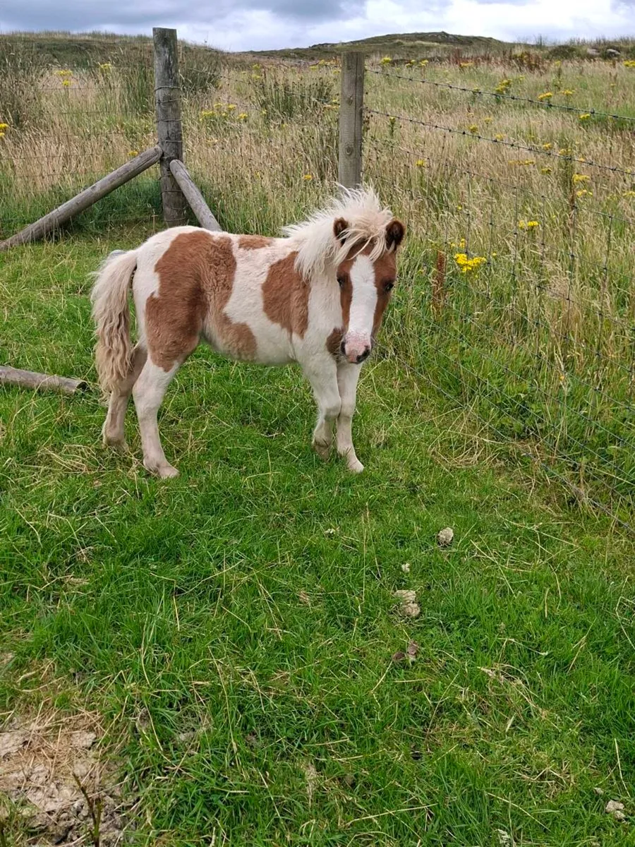 Mini shetland foals. - Image 4