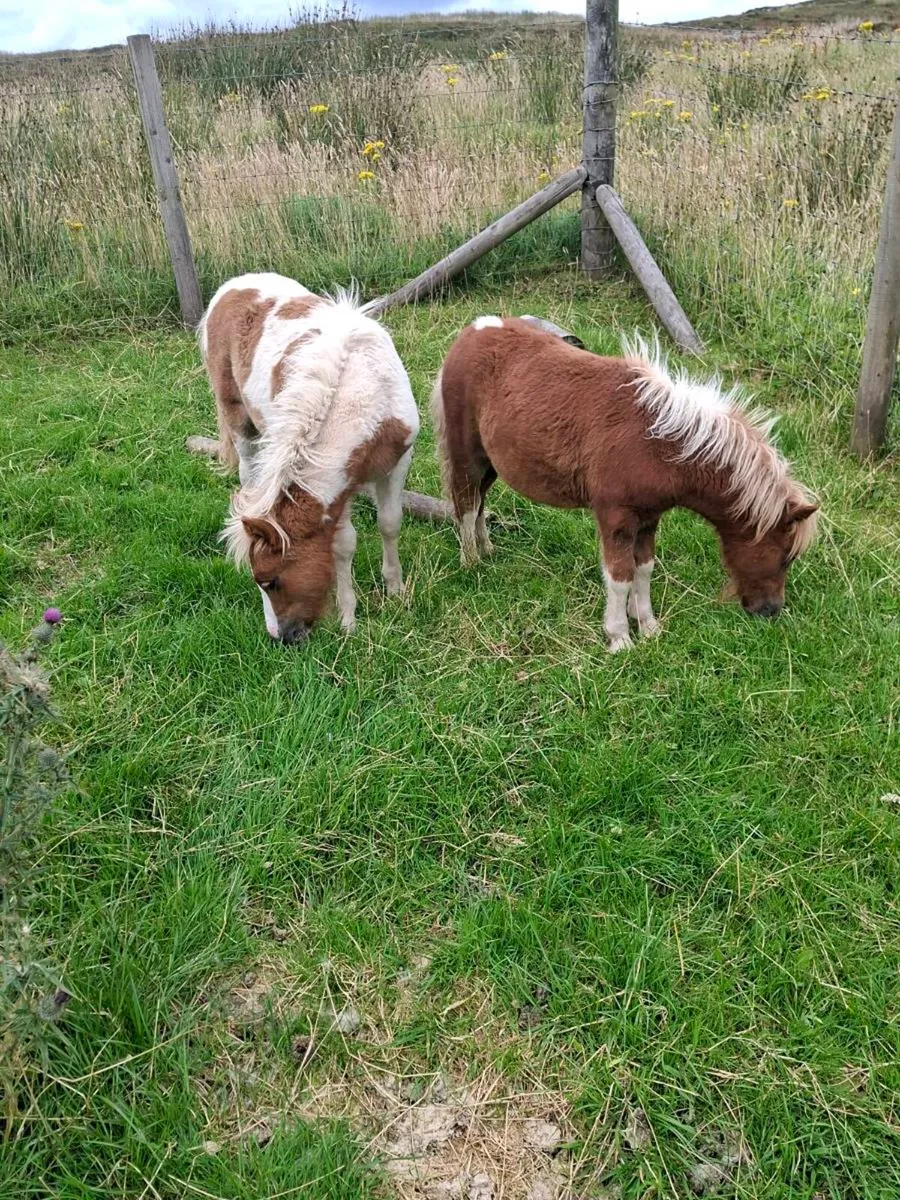 Mini shetland foals. - Image 1