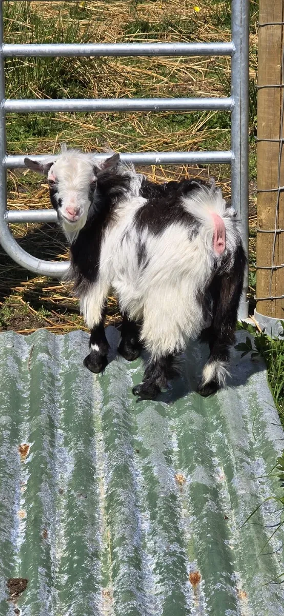 Pygmy goat kid - Image 4