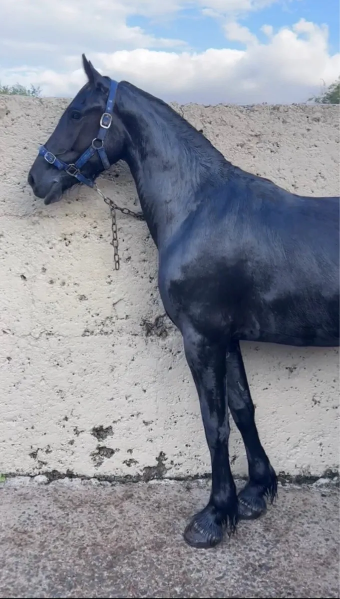 Black Mare Riding and Driving - Image 1