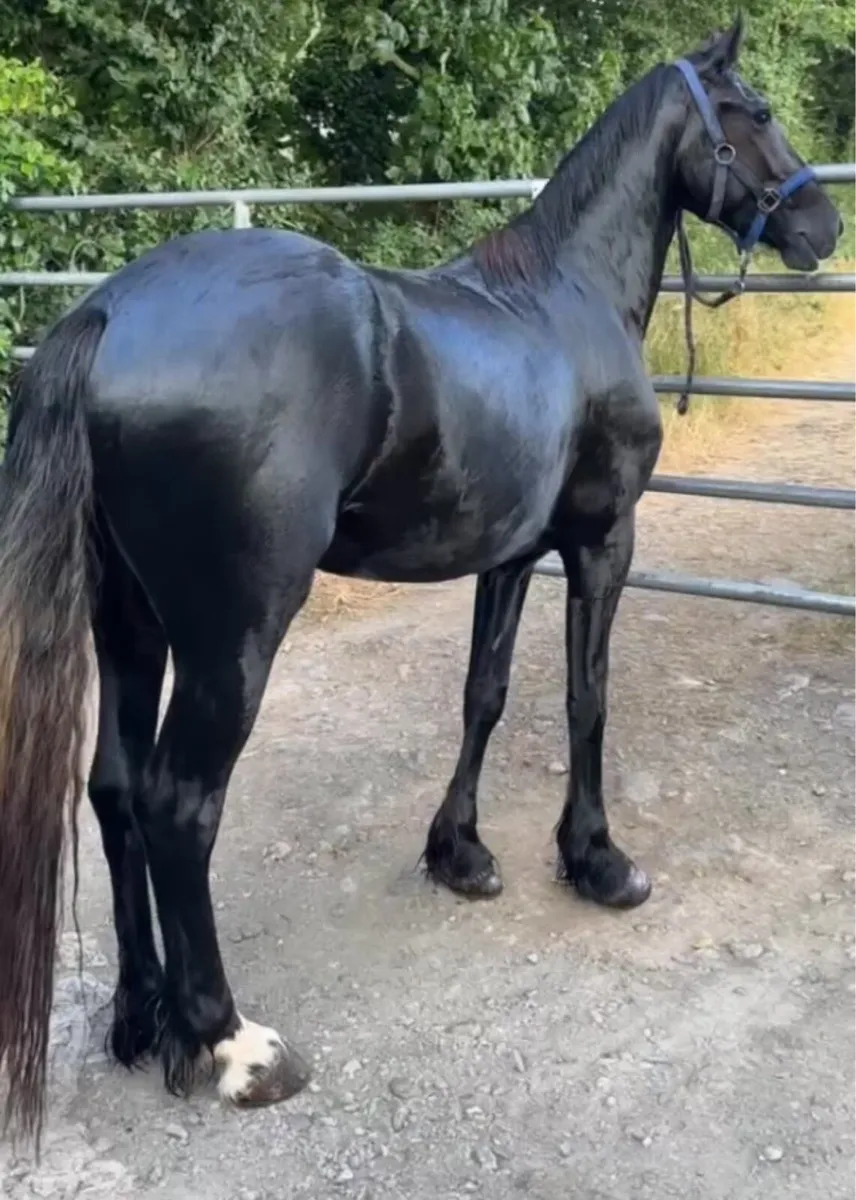 Black Mare Riding and Driving - Image 2