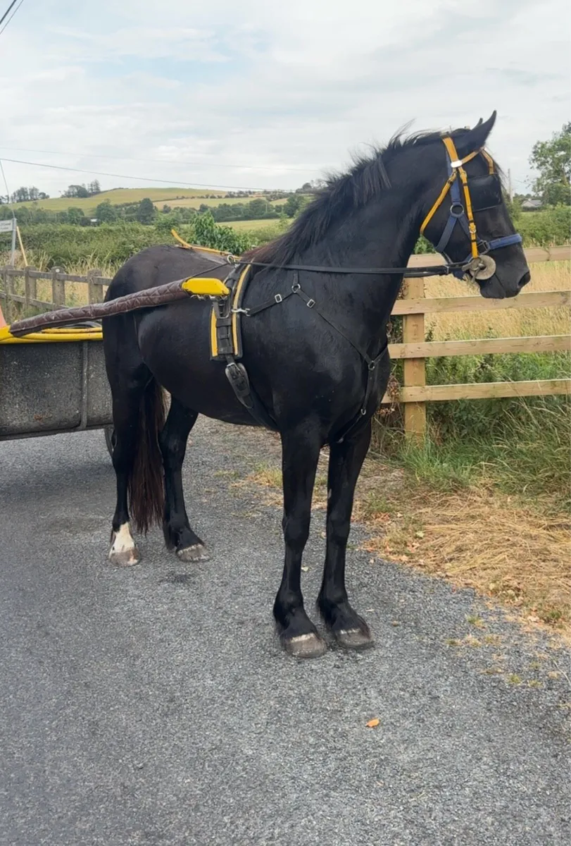 Black Mare Riding and Driving - Image 3