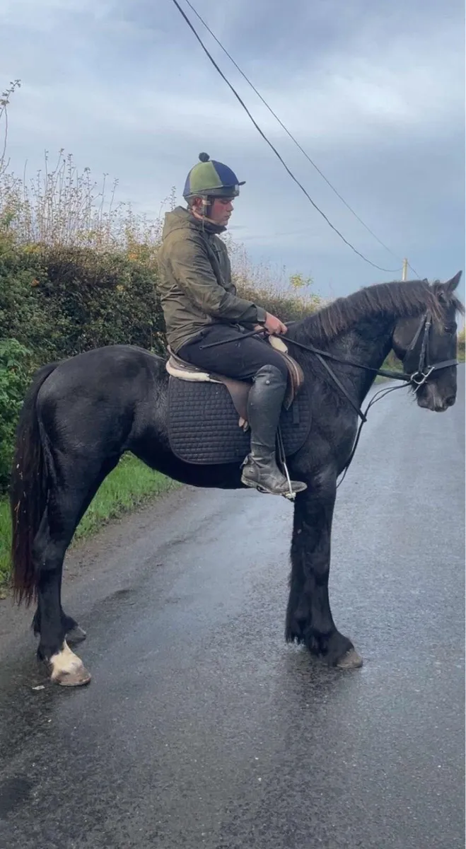 Black Mare Riding and Driving - Image 4