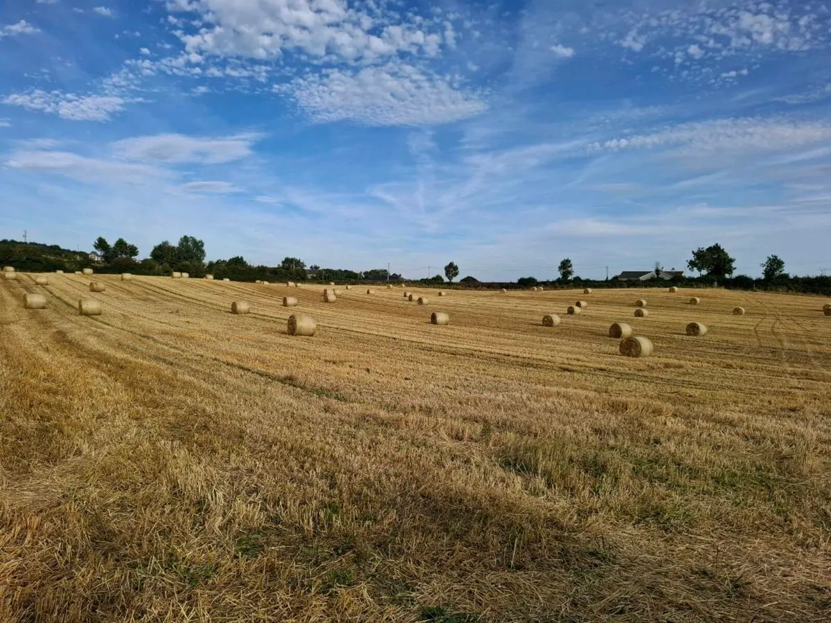 barley & wheat straw - Image 3