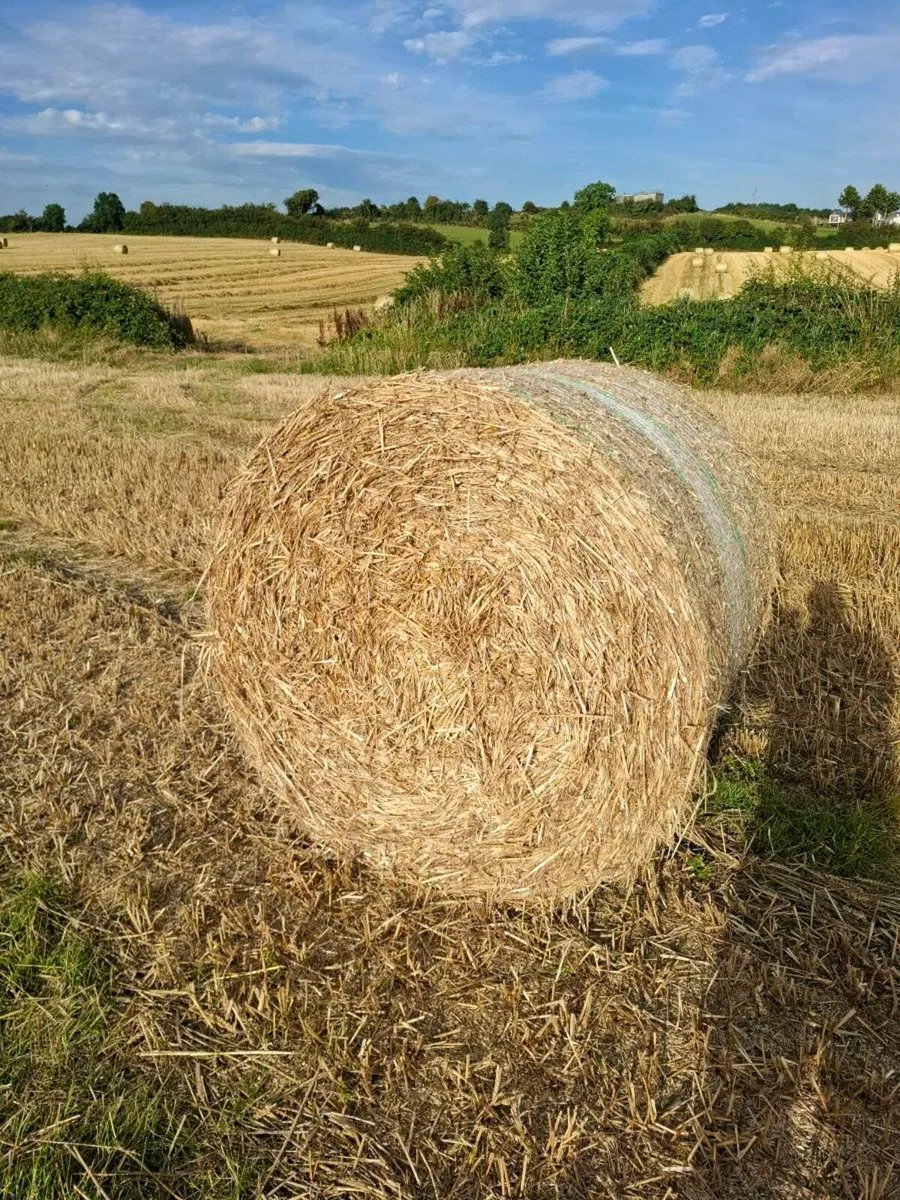barley & wheat straw - Image 2