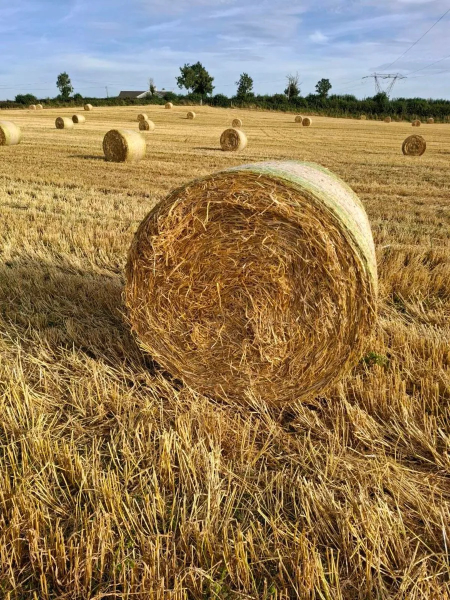 barley & wheat straw - Image 1
