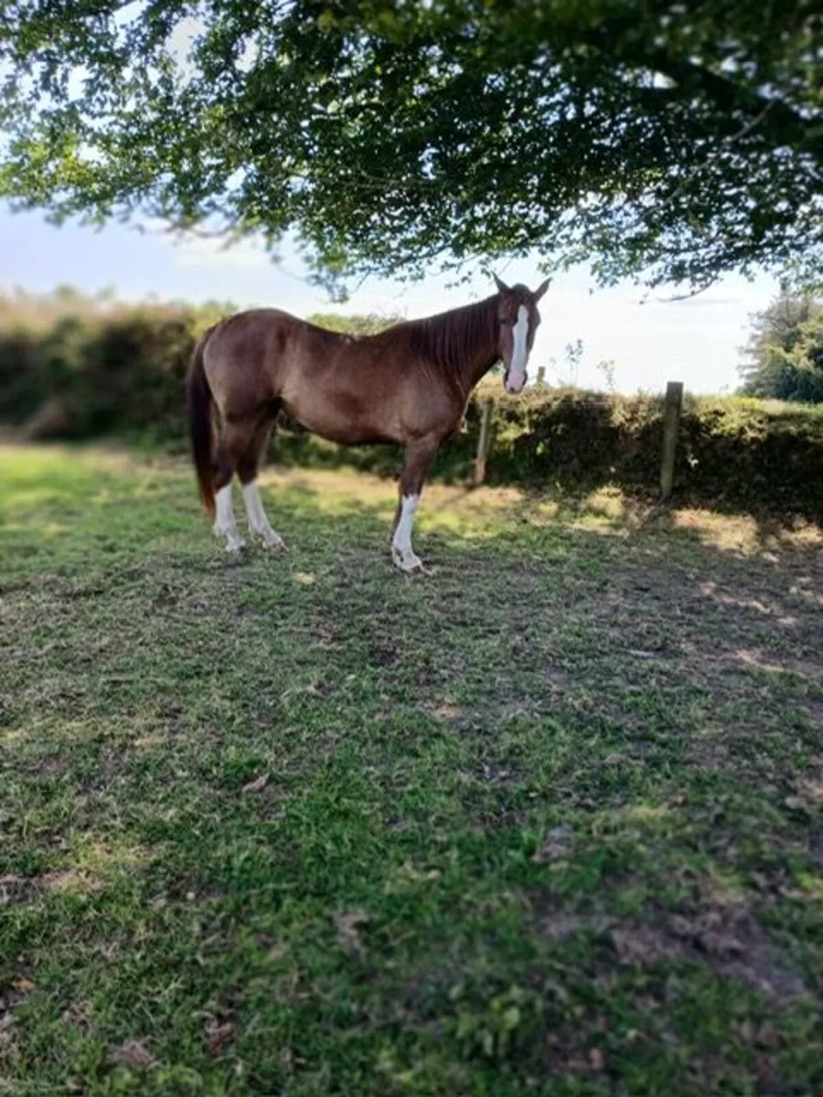 Brood Mare - Image 1