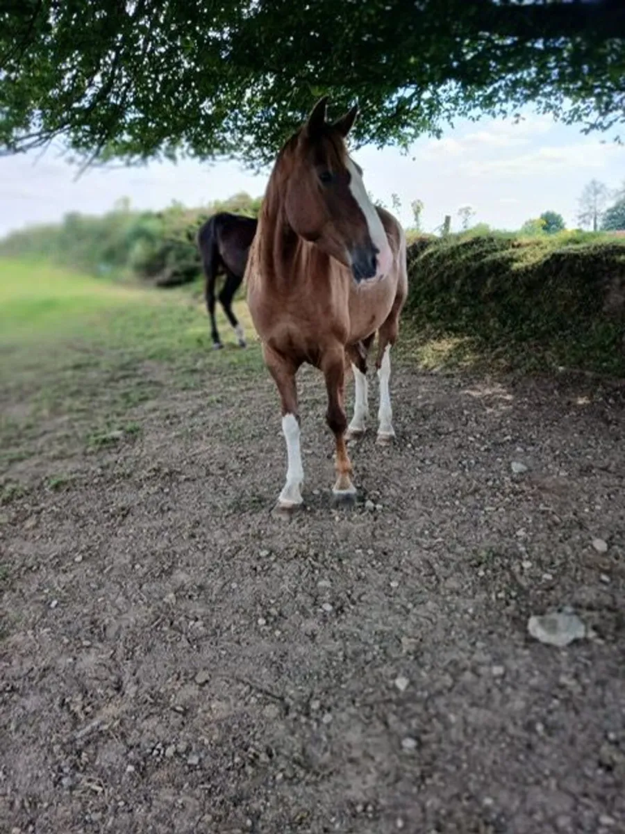 Brood Mare - Image 2